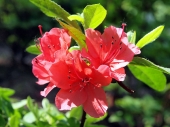 Azalea japonica 'Signalgluhen' 